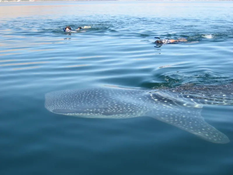 There is a large demand for shark ecotourism. 