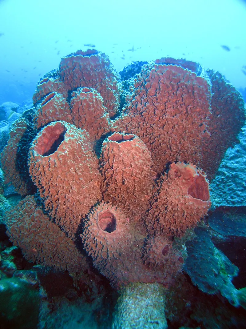 A large pink barrel sponge