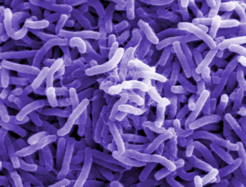 purple bacteria
