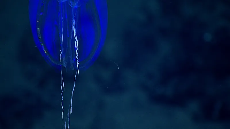 a blue ctenophore