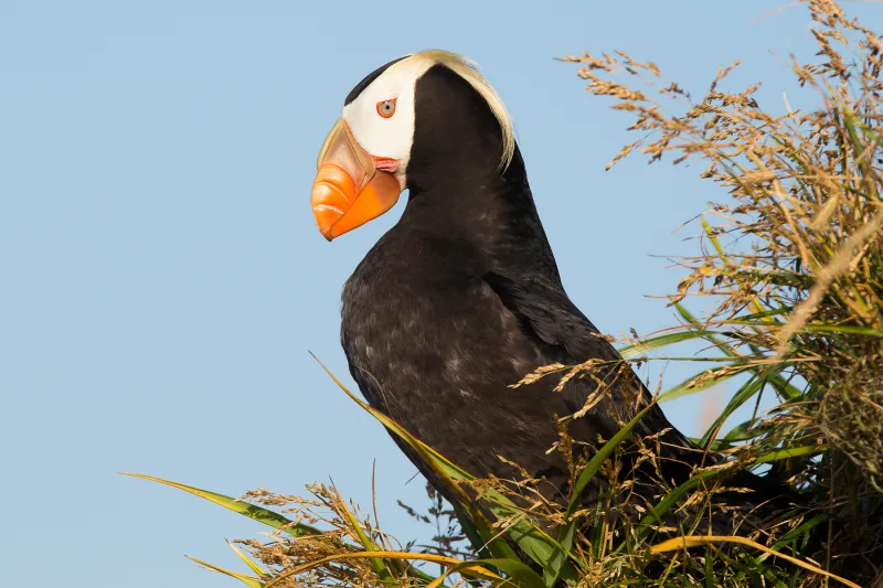 a side view of a tufted puffin sitting in tall, flowering grass
