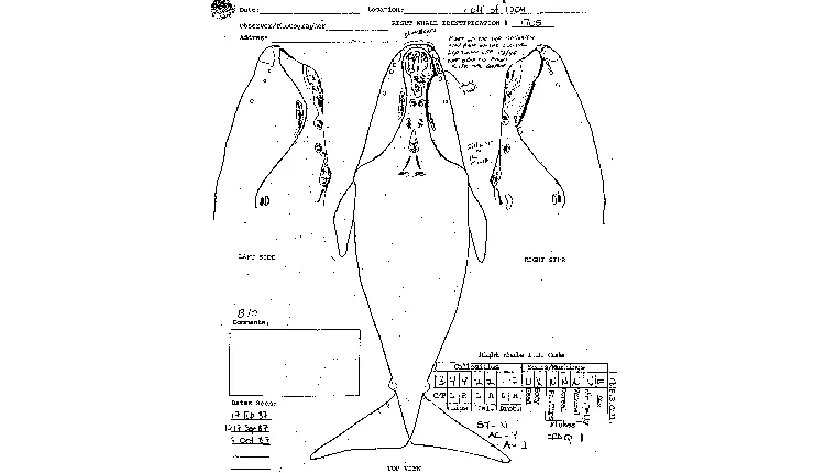 A drawing of Phoenix from the North Atlantic Right Whale Catalog documents her callosity pattern and other identifying marks.