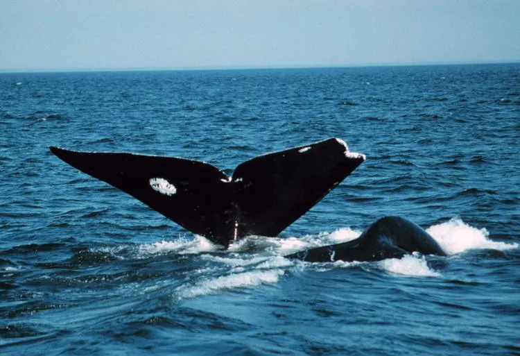 A view of the injured fluke belonging to Phoenix’s mother, Stumpy. It is not known what caused this injury. It possibly could have been an entanglement.