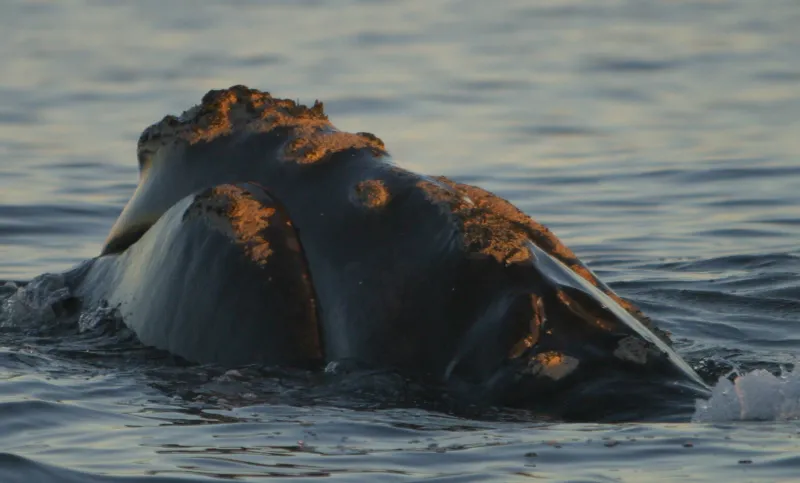 A close up view of Phoenix and the rough patches of skin known as callosities that are found on all North Atlantic right whales.