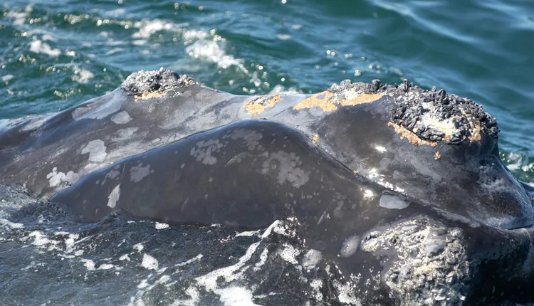 Whales are identifiable by their distinct pattern of callosities.