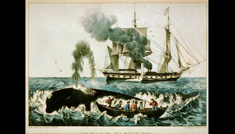 Yankee Whalers: An 1856 Currier & Ives print shows whalers harpooning a right whale.