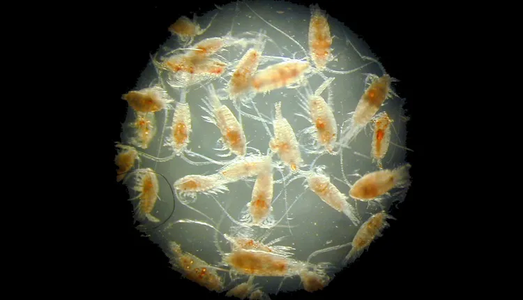 This magnified photo provides a close-up look at copepods—tiny crustaceans that right whales feed on.