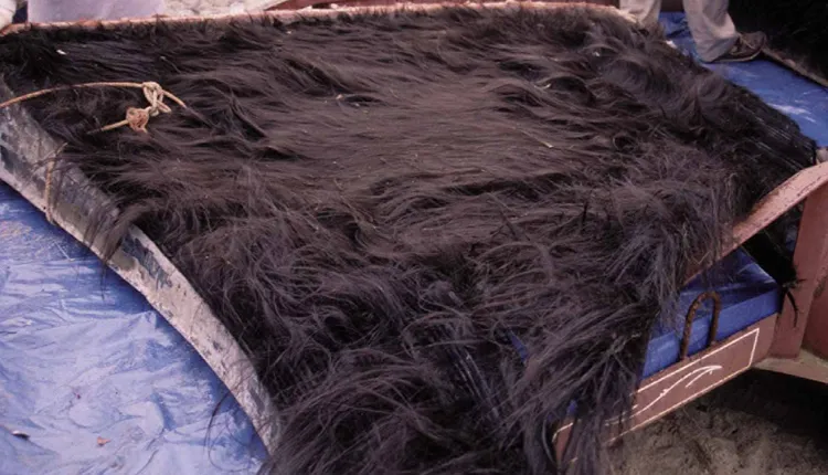 This may look like a mane of hair, but it’s actually baleen from a North Atlantic right whale.