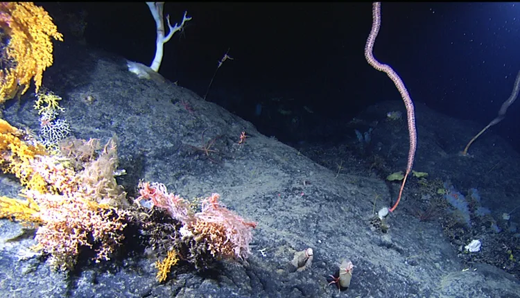 A variety of corals cling to Manning Seamount, just off the coast of Cape Cod, Massachusetts.
