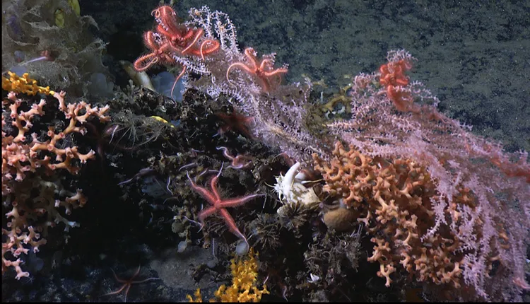 Colorful corals and brittlestars on Manning Seamount off the New England coast.