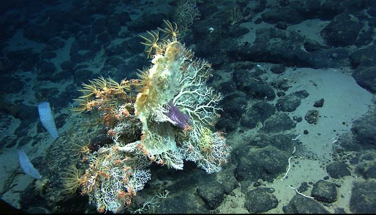 A white coral (Corallium sp.) and two vase sponges (left) grow on an Atlantic Ocean seamount. 