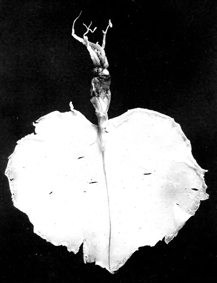 This new species of squid (Magnapinna sp.) was discovered in 1954 in the stomach of a lancetfish.