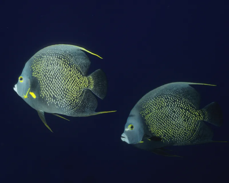 A pair of French Angelfish (Pomacanthus paru) swim off the coast of Brazil.