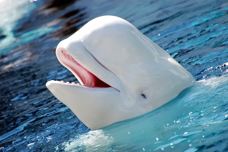 The hunting of beluga whales by Alaska Natives for subsistence, in addition to other human and natural threats, caused the Cook Inlet population of belugas to decline by an estimated 71 percent since 1979.
