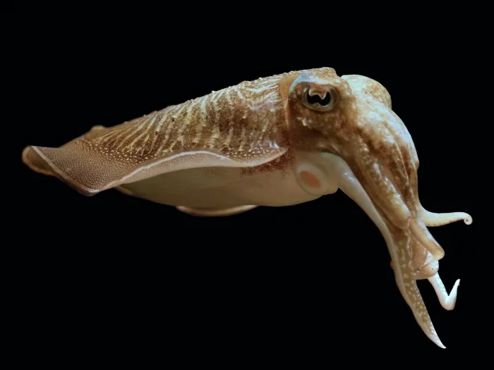 Like other cephalopods, the common cuttlefish (Sepia officials Linnaeus, 1758) possesses serious brain power.