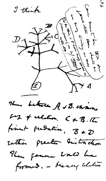 Charles Darwin's first diagram of an evolutionary tree appears in his First Notebook on Transmutation of Species (1837).