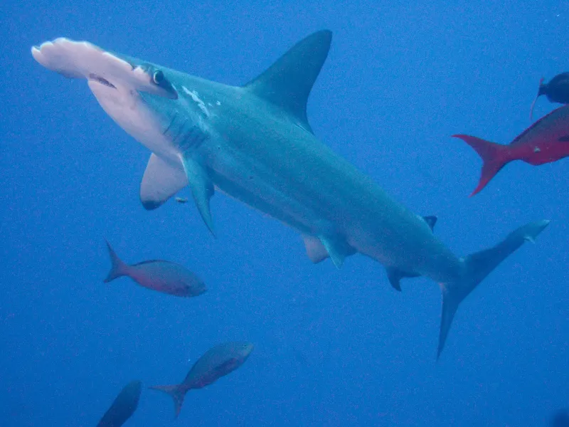 The scalloped hammerhead shark is one of the five species CITES has protected. 