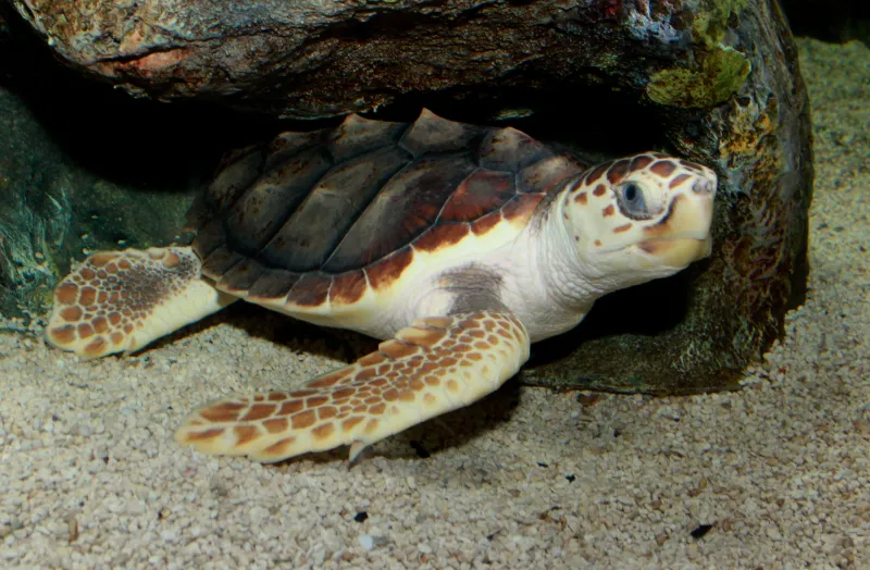 a loggerhead Sea Turtle