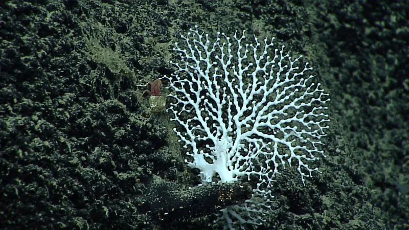 a deep sea coral