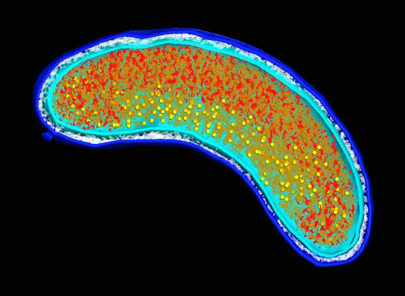 a 3D representation of a marine bacterium
