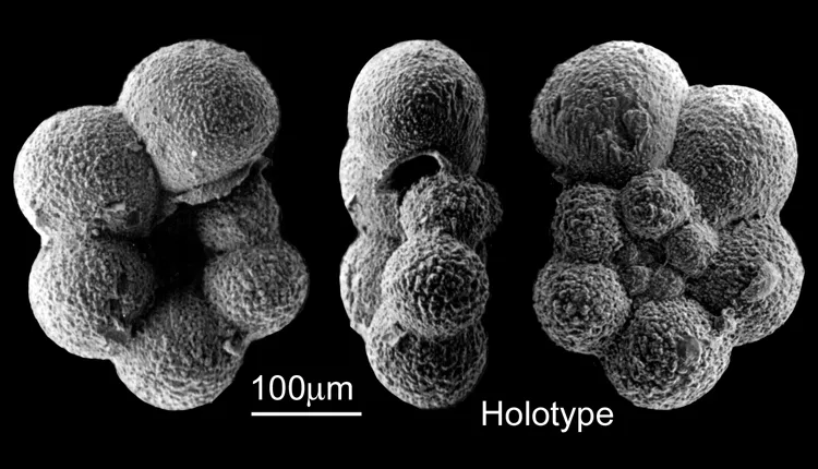 Hedbergella sliteri - this specific specimen is the &quot;holotype&quot; for this species. That means it is the reference point for what all members of the species should look like.