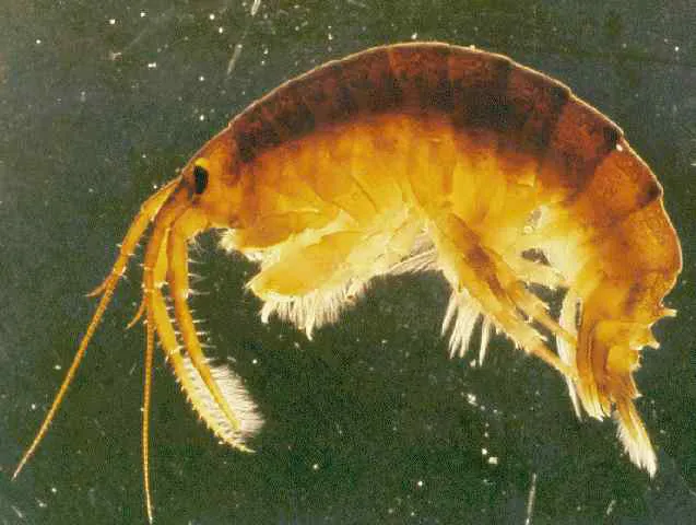 The vicious "killer shrimp."