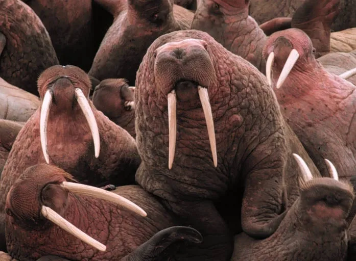 a pile of pink walruses
