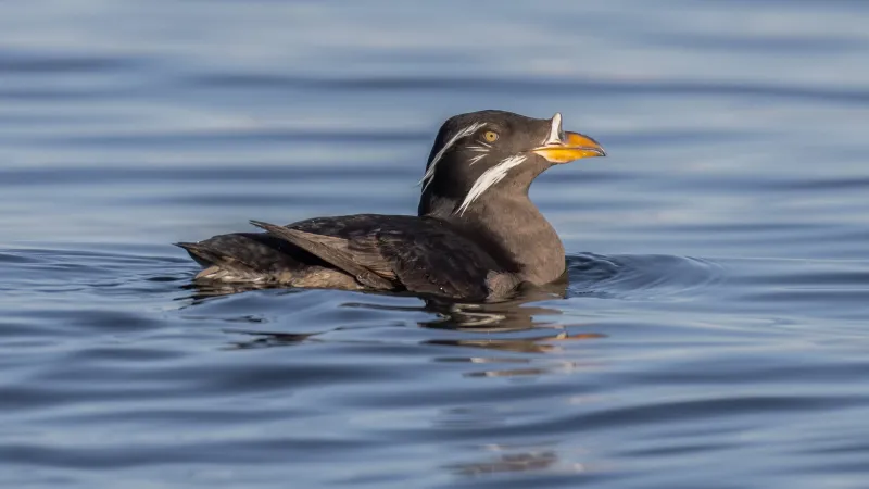 a rhinoceros auklet with dark grey feathers and a white spike on its bill floats in the water