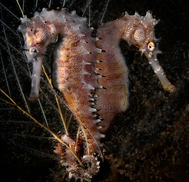 Two thorny seahorses sit back to back underwater. 