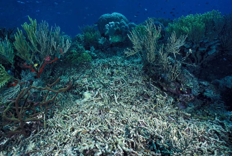 A coral reef covered by silt and sand in the Western Pacific Ocean.