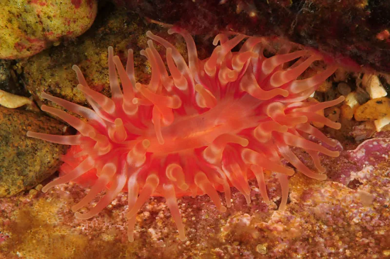 A photo of a red-colored sea anemone photographed in the Baltic Sea. 