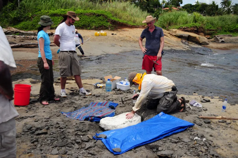 Smithsonian scientists apply a plaster bandage cap to a block of rock containing fossils