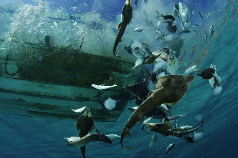 Guitarfish, rays, and other bycatch are tossed from a shrimp boat in La Paz, Mexico in 2006.