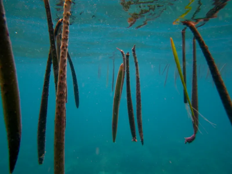 underwater photo of floating mangrove propagules