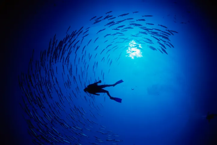 A diver swims amidst a school of fish.