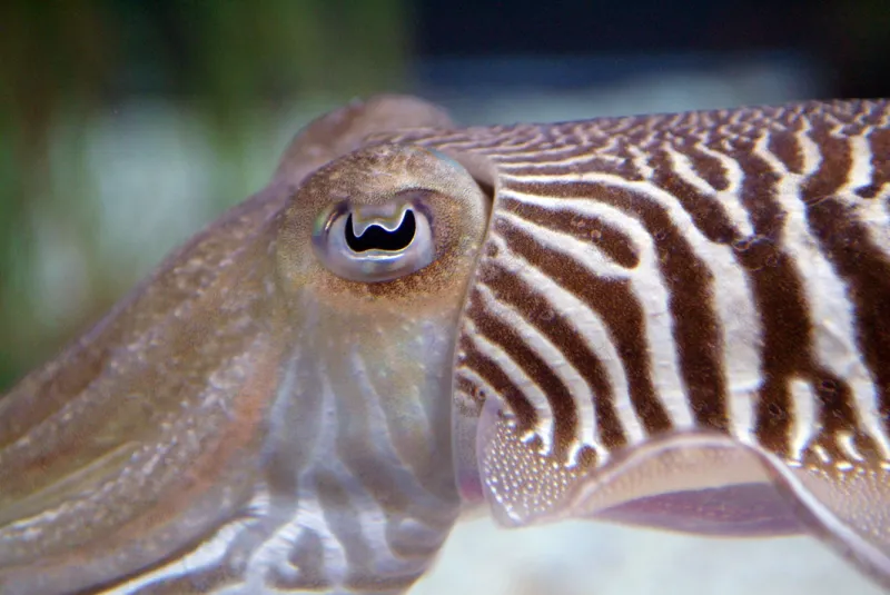 A cuttlefish eye