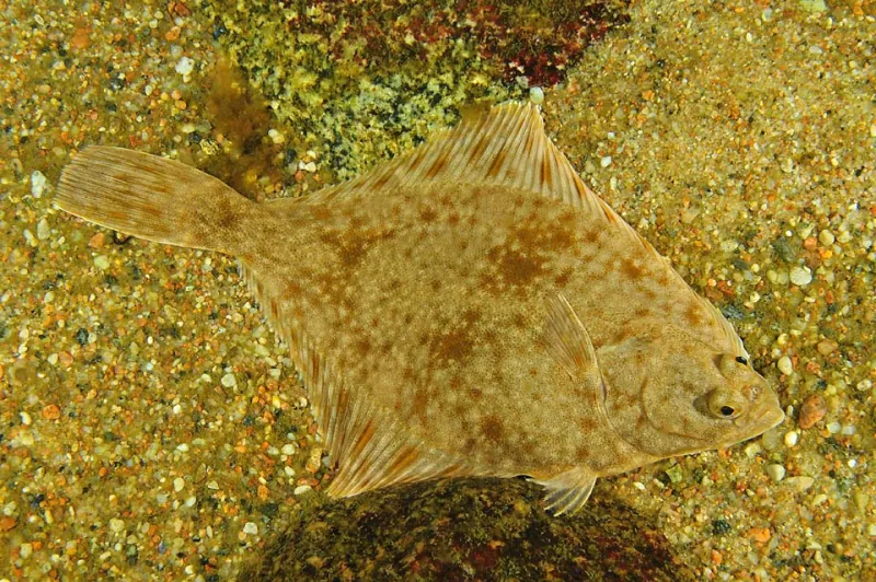 A photo of a European flounder in the Baltic Sea. 