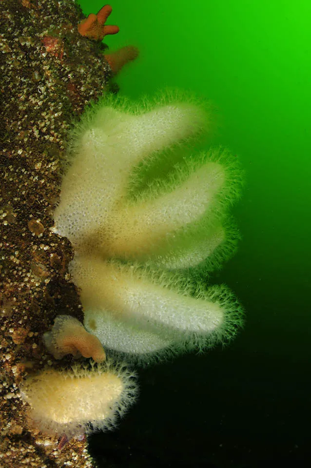 A close-up photo of dead man's fingers (Alcyonium digitatum), living in the Baltic Sea.