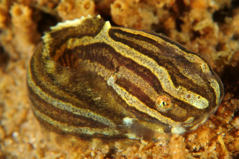 A snailfish, with brown and white stripes. 
