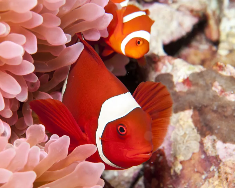 A clown fish peeking out from its anemone home