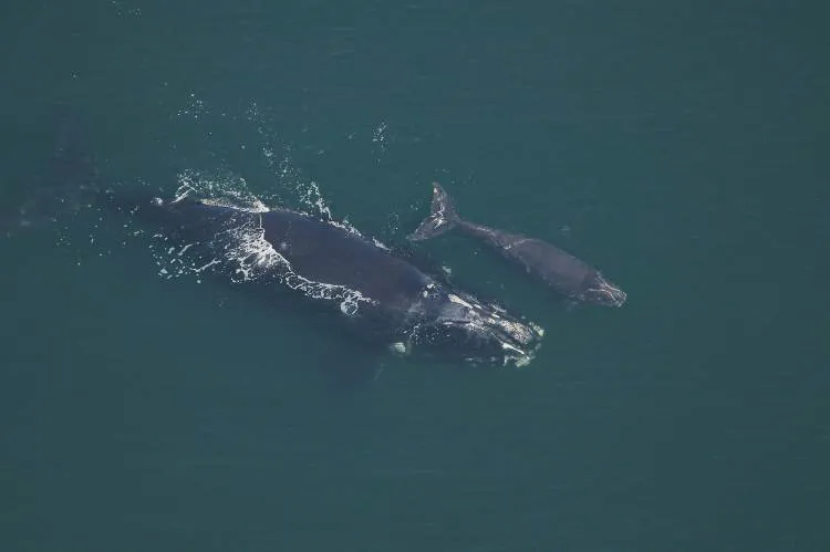 Phoenix swimming with her calf. Phoenix swimming with her calf.