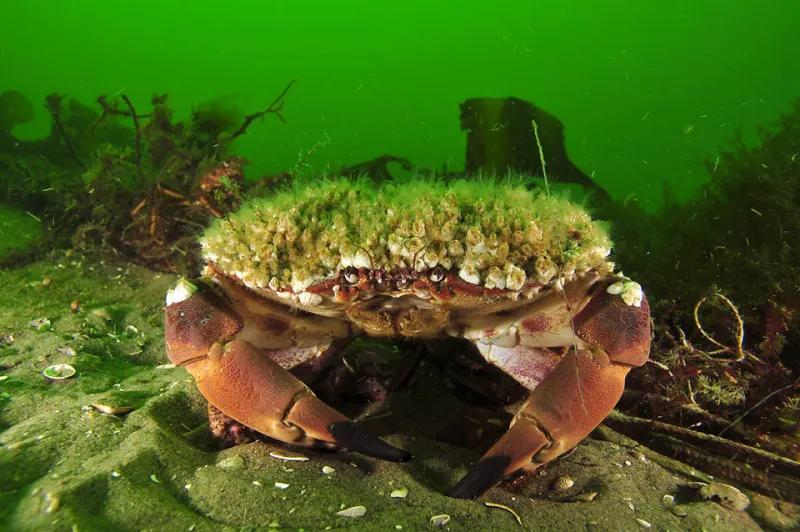 Acorn barnacles living on top of a crab. 