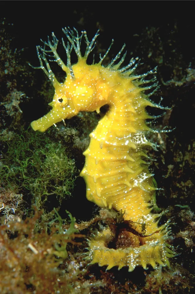 A bright yellow long-snouted seahorse. 
