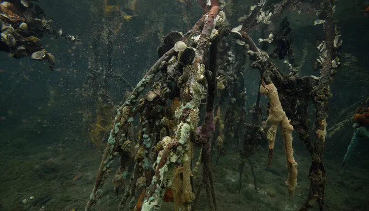 Mangrove roots provide support for filter-feeders like mussels, oysters, and barnacles.