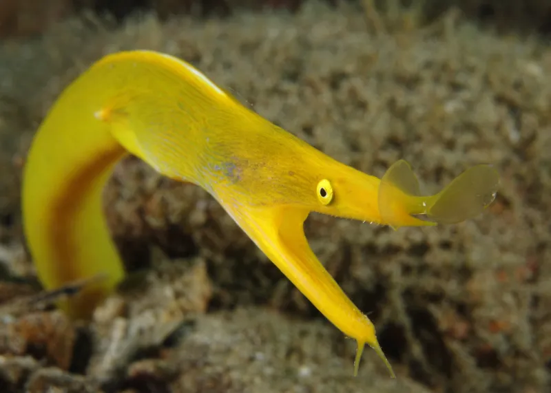 A yellow ribbon eel