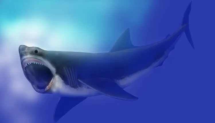 An illustration of the megalodon shark.