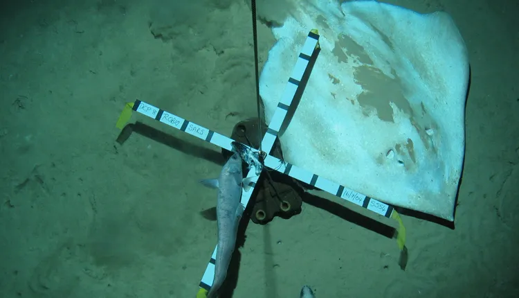 Researchers use underwater equipment to measure a skate (Bathyraja richardsoni) on the Mid-Atlantic Ridge.