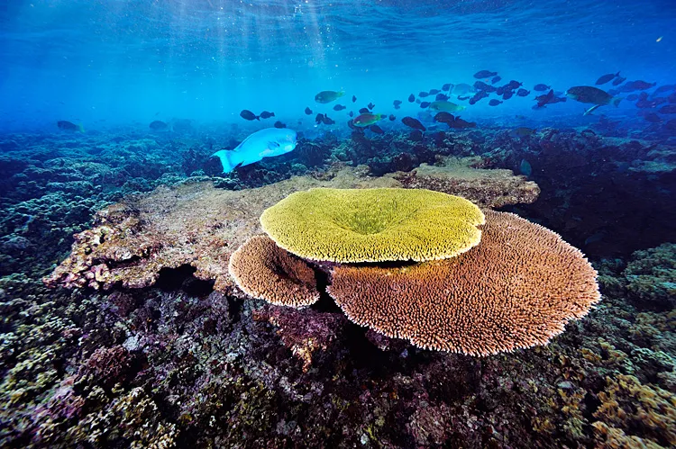 Phoenix Islands protected area