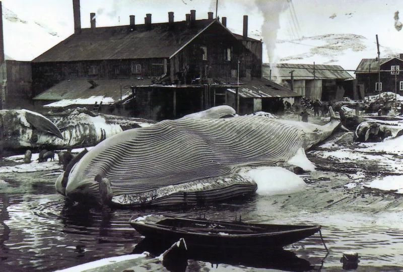 a dead whale sits ashore with other dead whales and wood buildings in the background