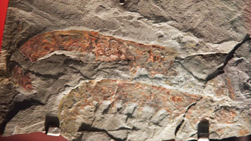 An image of a Anomalocaris canadensis fossil.